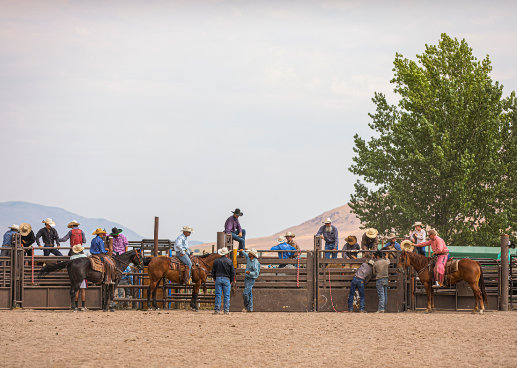 #9. Equine studies